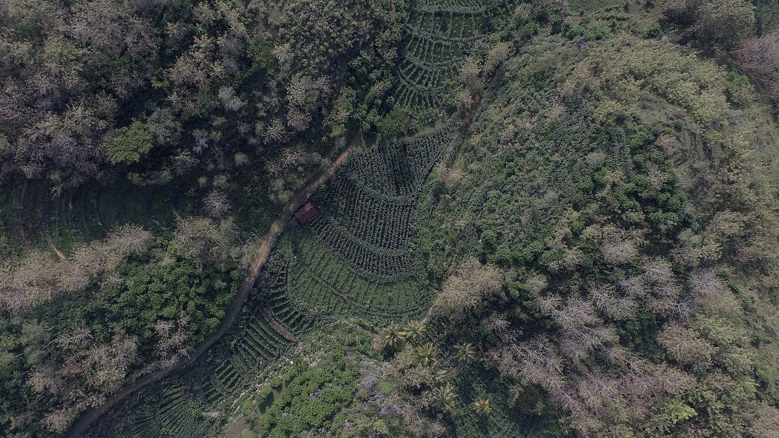 Small fields between rocky limestone hills in the Gunungkidul karst