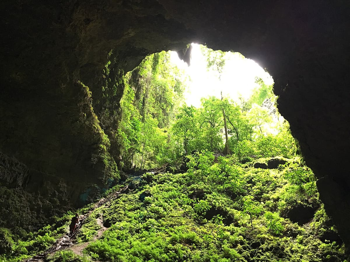 The green forest on the floor of the Jomblang sinkhole seen from the mouth of the tunnel