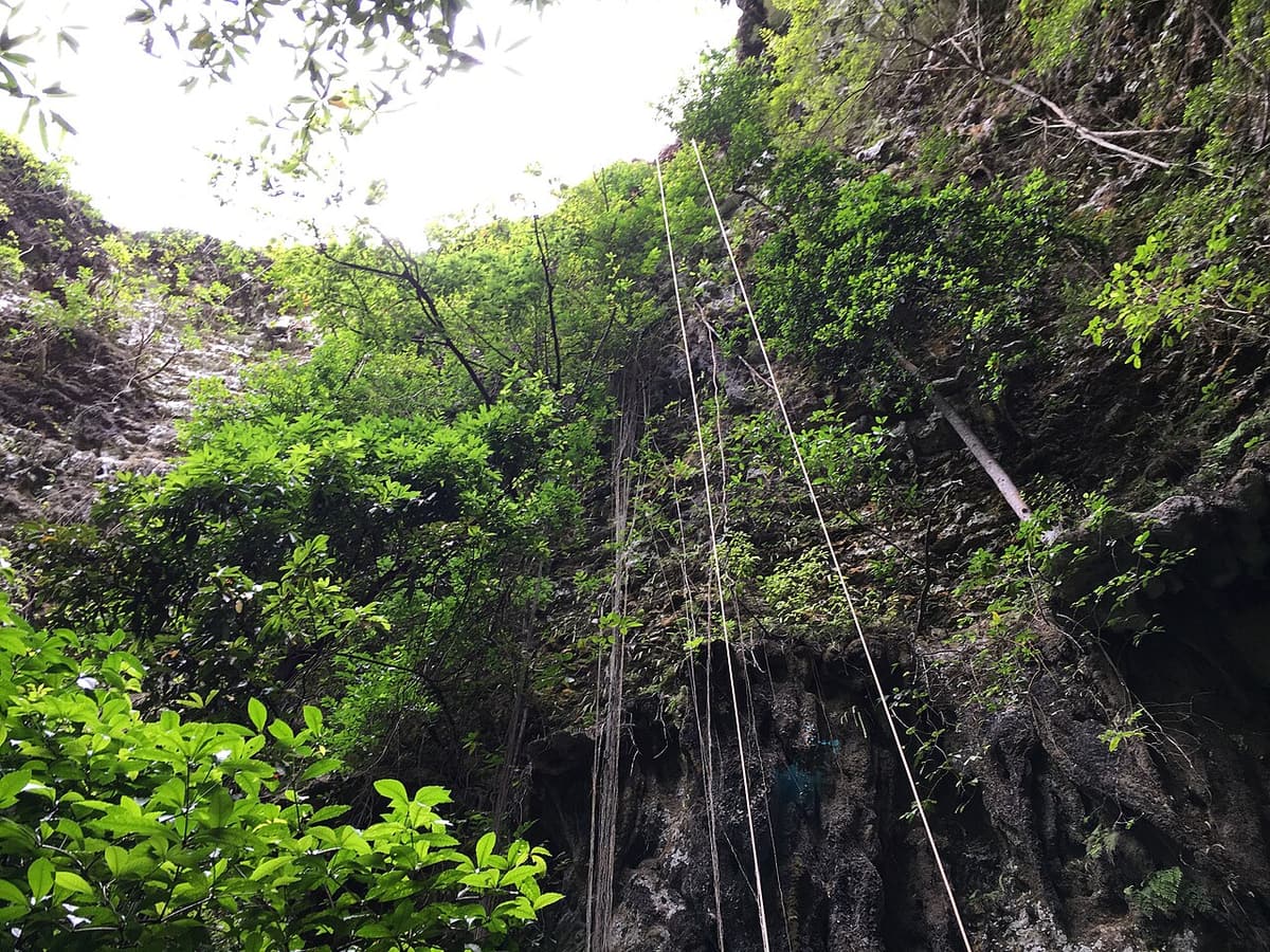 Ropes running down the green, overgrown wall of the Jomblang sinkhole