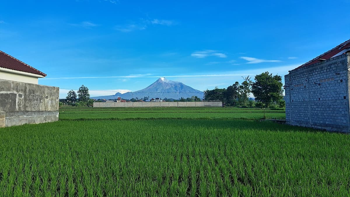 Mount Merapi on the horizon beyond a green rice field near Yogyakarta